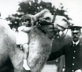 En djurskötare med en baktrisk kamel som ger en ung flicka en åktur på dess hals, London Zoo, september 1922 (svartvitt foto).